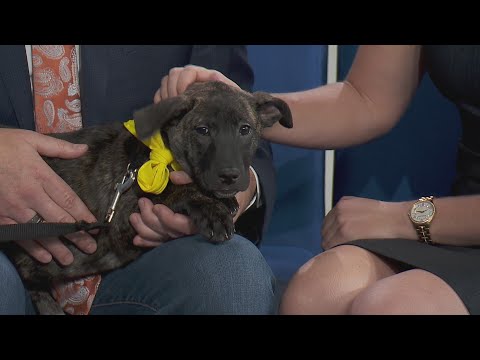 PAWS Chicago Pet of the Week: Garnet – YouTube