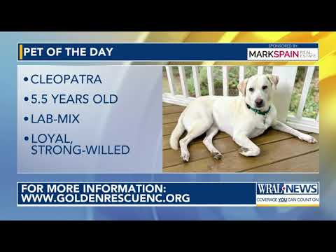 Pet of the Day: Oct. 4, 2025 – YouTube