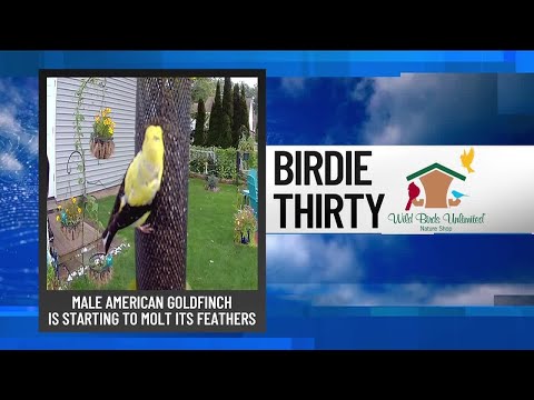 "Male American Goldfinches are starting to molt" – EWN at 5:30am on 9-28-2025 – YouTube