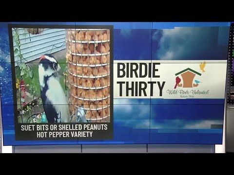 BIRDIE THIRTY: "Male Downy Woodpecker enjoying suet bits" – EWN at 6:30am on 10-04-2025
