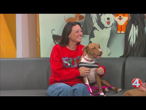 Wake up Wags: Berry is looking for a forever home – YouTube