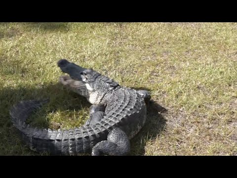 Florida Alligator Festival celebrates tradition of alligator wrestling and 'Old Florida' spirit – YouTube
