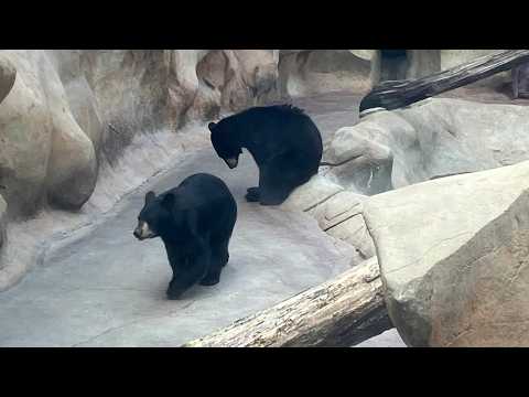 Bears Trapped in A Concrete Pit – YouTube