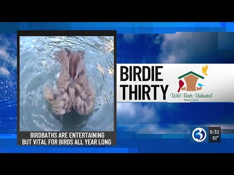 BIRDIE THIRTY: "The Song Sparrow is entertaining to watch" – EWN at 5:30am on 10-04 …