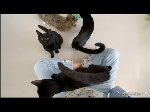 Bonded kittens to adopt – YouTube
