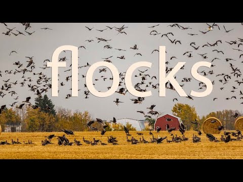 Flocks – YouTube