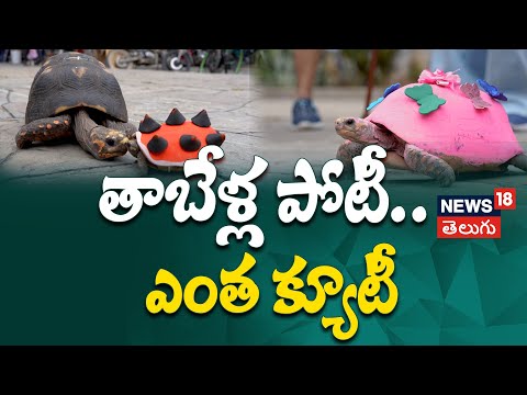 తాబేళ్ల పోటీ.. ఎంత క్యూటీ! | Turtle race in Venezuela| N18G – YouTube