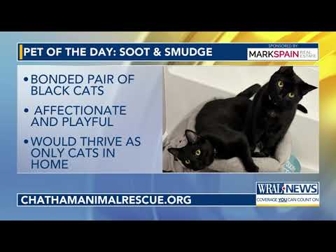 Pet of the Day for Oct. 5, 2025 – YouTube