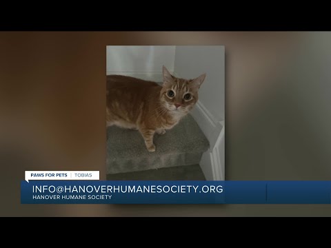 Paws for Pets: Tobias, a gorgeous, very friendly tabby who loves attention – YouTube