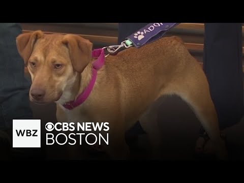 A Massachusetts organization finds dogs new homes without using a shelter – YouTube
