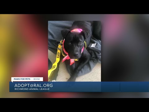 Paws for Pets: Boise, a goofy, loving boy who wants to be your best friend – YouTube
