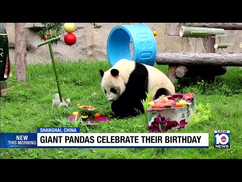 Giant pandas celebrate their birthdays – YouTube