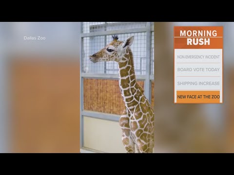 Dallas Zoo introduces its newest giraffe calf – YouTube