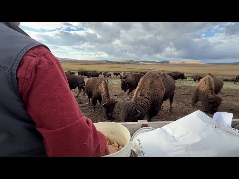 Ralphie VII: An origin story – YouTube