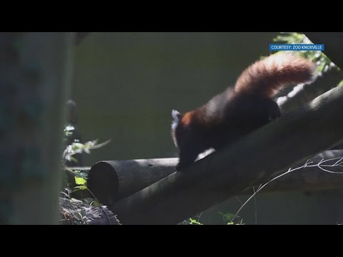 Names for red pandas at Zoo Knoxville announced – YouTube
