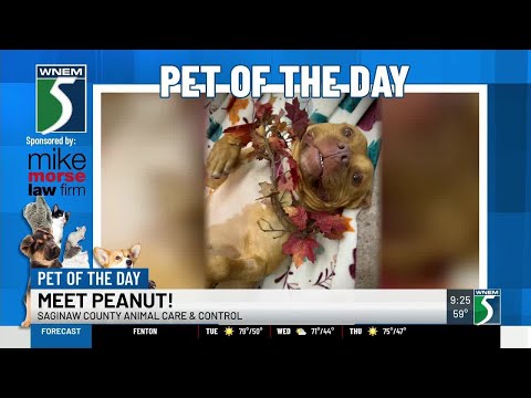 TV5 Pet of the Day: Meet Peanut! – YouTube