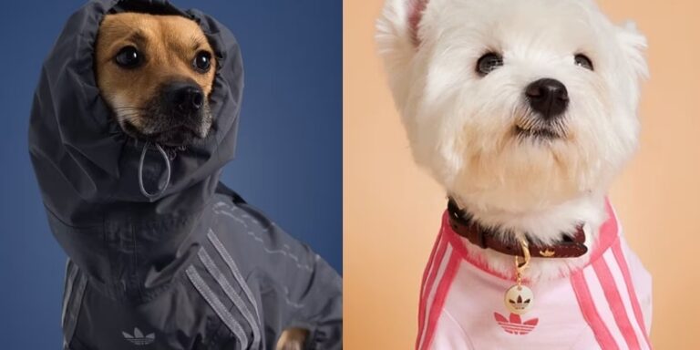 adidas Is Creating Streetwear for Pets Next – Hypebae