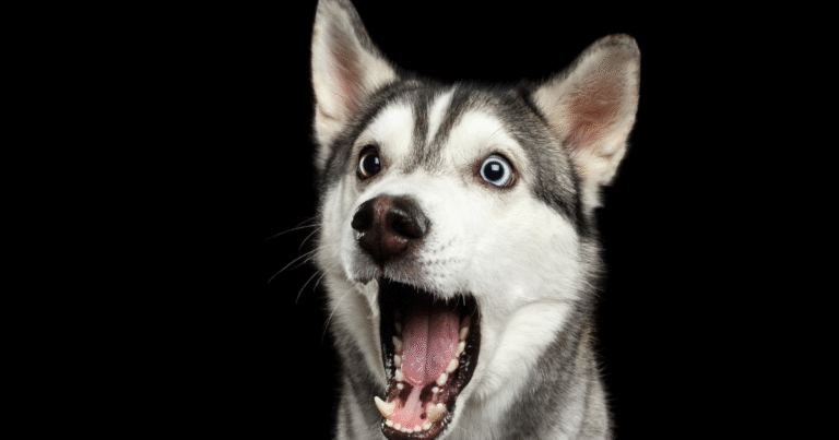 Viral Husky Shocks Everyone by Saying 'Hello' and 'How Are You?' – Parade Pets