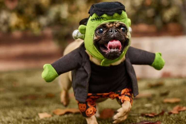 Pet parents will love these great offers on Monday, October 20 – TAG24