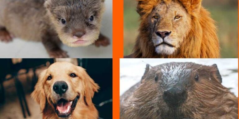 A fun personality test determines 'how you love' based on your animal archetype – Upworthy