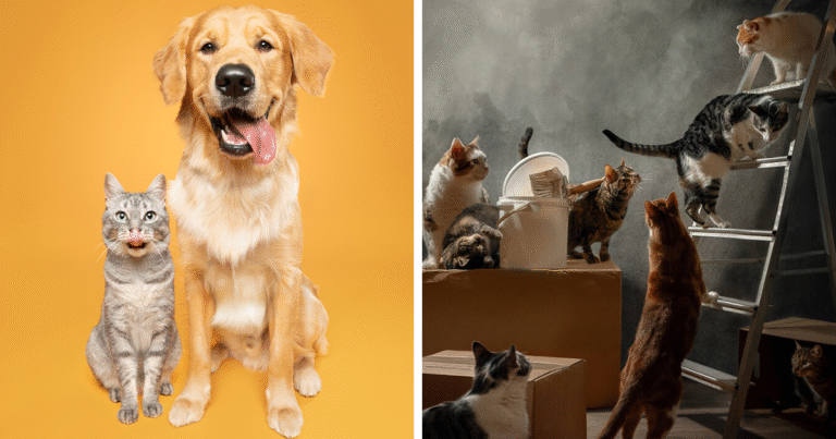 From Dogs To Snakes: 44 Incredible Photos From The 2025 Pet Photography Awards – Bored Panda