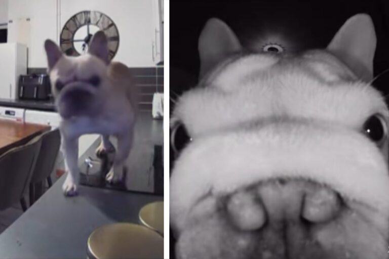 Dog goes mad with power on pet cam while his owners are away: "I'm the man of the house now"