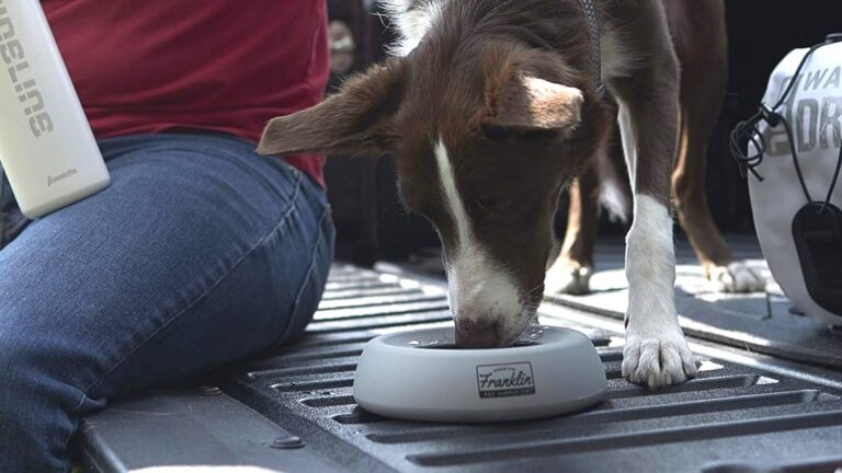 Pet-Proof Your Car With These 13 Amazon Finds With Great User Reviews – SlashGear