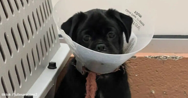 Heartbroken Shelter Puppy Left Behind After Family Is Adopted | The Animal Rescue Site