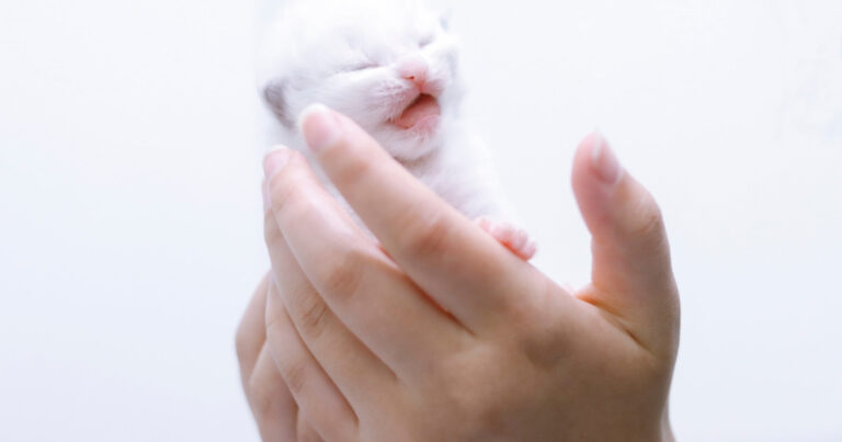 Tiny Ragdoll Kitten Wakes From Nap With Adorable 'Angry' Protest – Parade Pets
