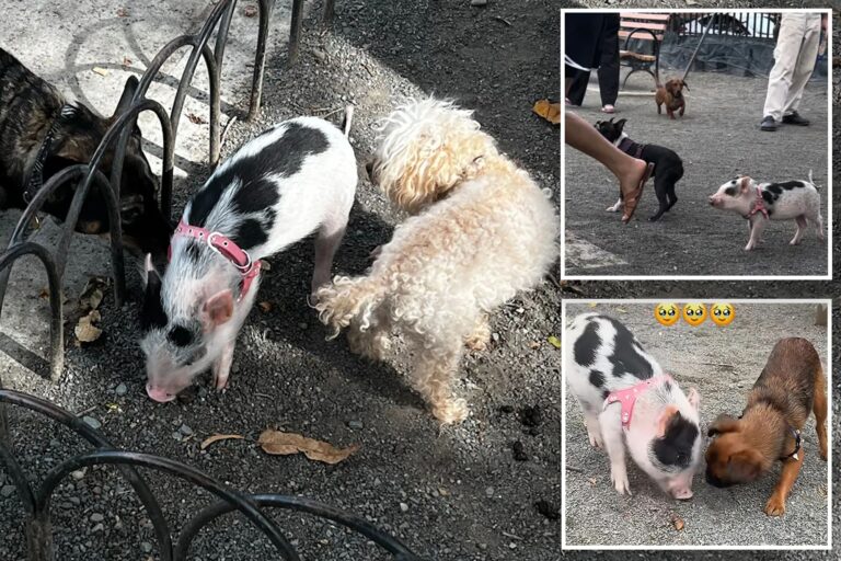 Cute piglet plays off-leash with pups at popular NYC dog park — but experts warn its snout-rageous