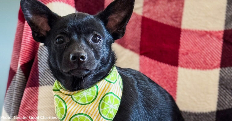 Help At-Risk Shelter Pets Find Loving Homes for the Holidays with Flight to Freedom