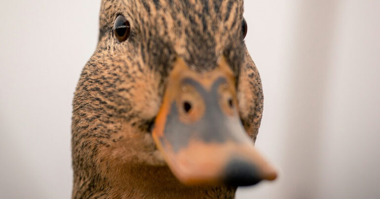 Call Duck Is So Cute, People Can't Even Believe He's Real – Parade Pets