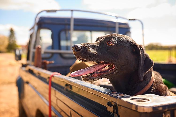 The 'cute' pet travel habits that can cost you thousands – carsales.com.au