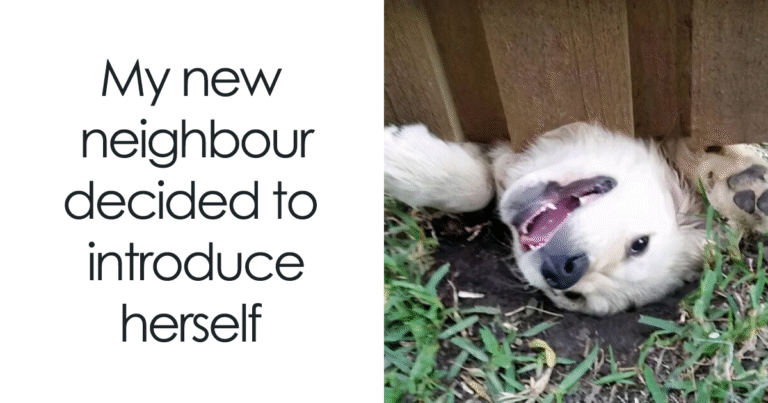 If You Like Animals More Than People, These 80 Memes Might Hit The Spot – Bored Panda