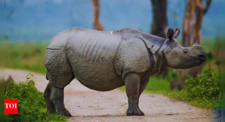 These Indian states have rare wildlife species as state birds and animals | – The Times of India