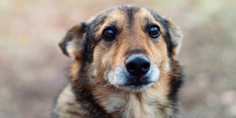 Illicit fentanyl is poisoning pets, study shows – PsyPost