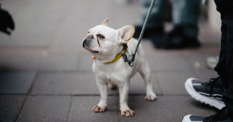 French Bulldog Is Dressed as Birkin Bag, Complete With Labubu and We Can't Even