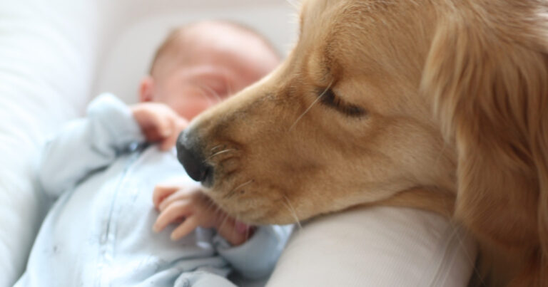 Golden Retriever Comforting New Mom and Baby Is Pure, Selfless Love – Parade Pets