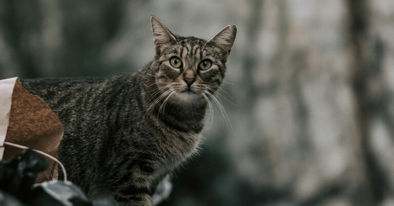 Stray Cat's Maternal Instincts Kick In As She Brings Her Own Sick Kitten To The Vet