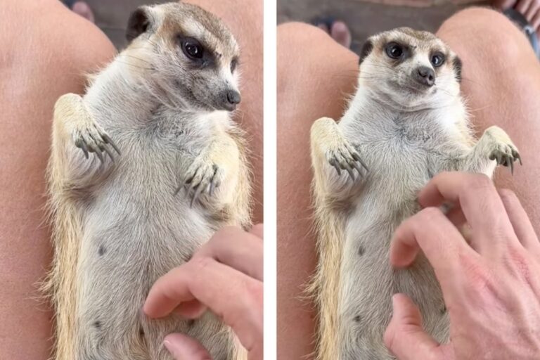 Orphaned meerkat gets a helping hand from this kind animal rescuer – TAG24