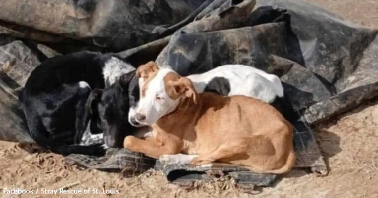 Three Abandoned Puppies Found Snuggling In Trash In The Freezing Cold | The Animal Rescue Site
