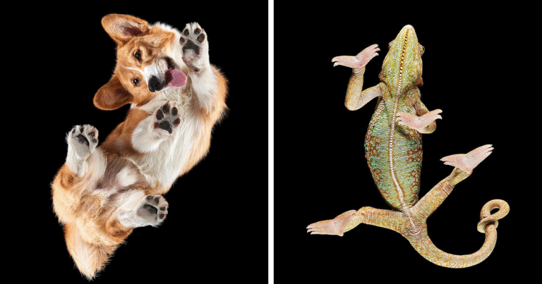 “Underlook” Project: 44 Quirky And Cute Pets Seen From An Unexpected Perspective | Bored Panda