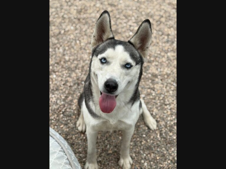 'Skye' Is The Limit For Cute West Hartford Dog Up For Adoption – Patch