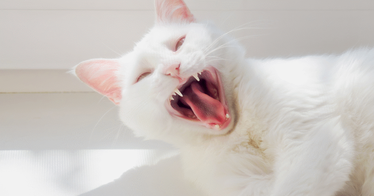 Moody White Cat's Hilarious Halloween Meltdown Is Pure Drama – Parade Pets