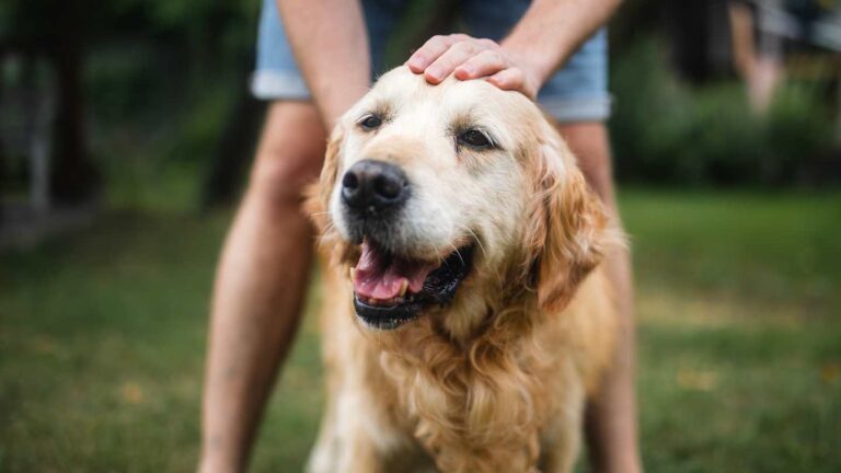 7 Things You Should Know Before Adopting a Senior Pet – Mental Floss