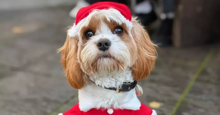 Hundreds of dogs in cute Christmas jumpers at Pup Up Cafe in Nottingham
