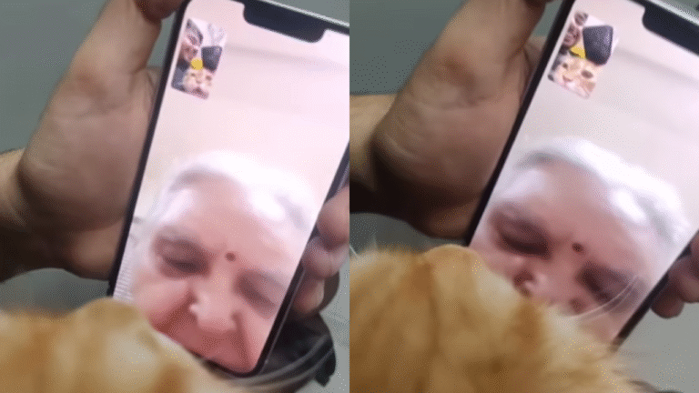 Cutest Video Of The Month? Pet Cat's Adorable Video Call With Grandma Melts Internet | VIRAL