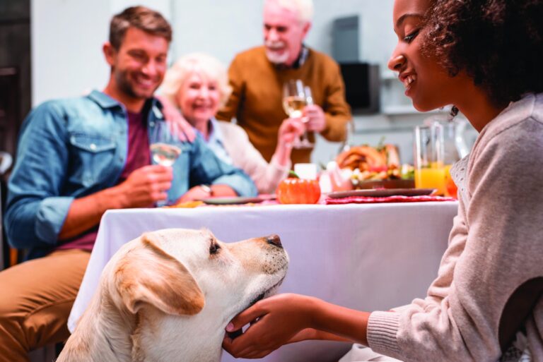 Cozy up to peace of mind: 4 tips to avoid common pet hazards this Thanksgiving