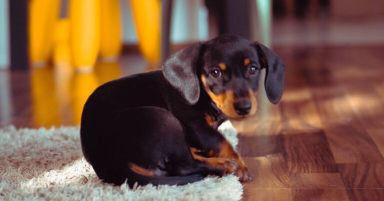 Vet issues 4pm warning for pet owners to 'stay alert' – The Mirror