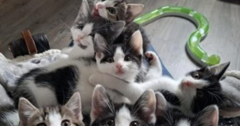 Meet the veggie patch kittens and their mum ready for homes – Watford Observer
